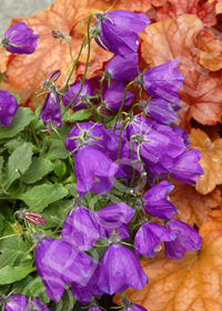 Campanula x pulloides 'Jelly Bells'